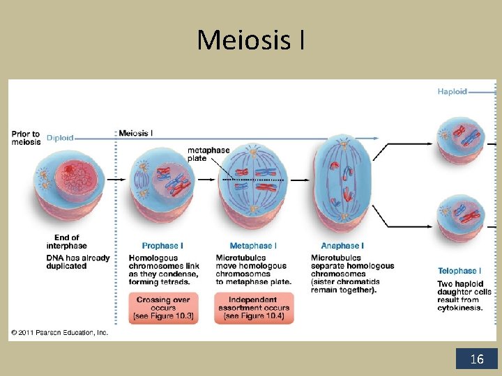 Meiosis I 16 
