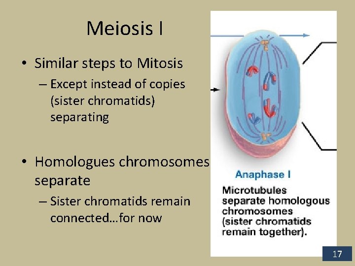 Meiosis I • Similar steps to Mitosis – Except instead of copies (sister chromatids)