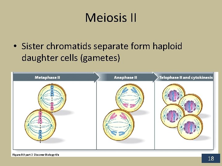 Meiosis II • Sister chromatids separate form haploid daughter cells (gametes) 18 