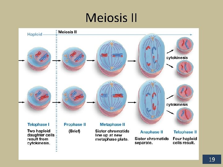 Meiosis II 19 