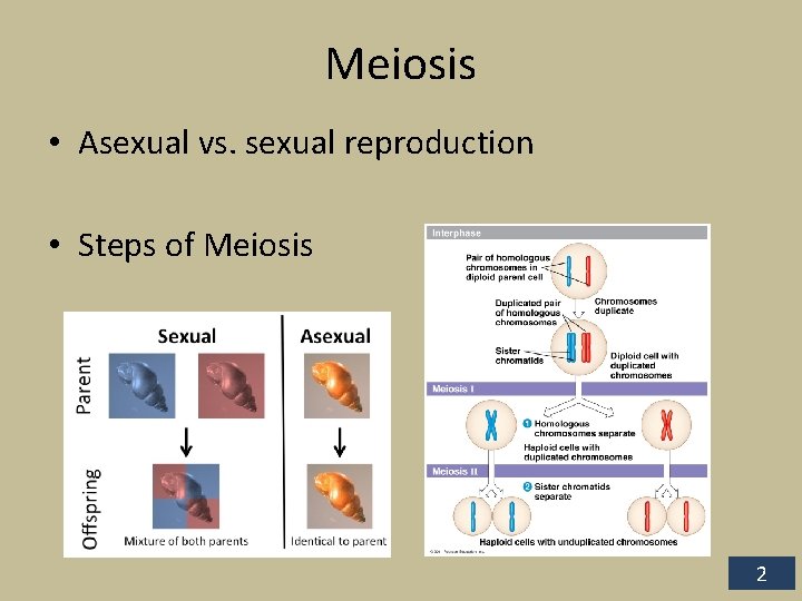 Meiosis • Asexual vs. sexual reproduction • Steps of Meiosis 2 