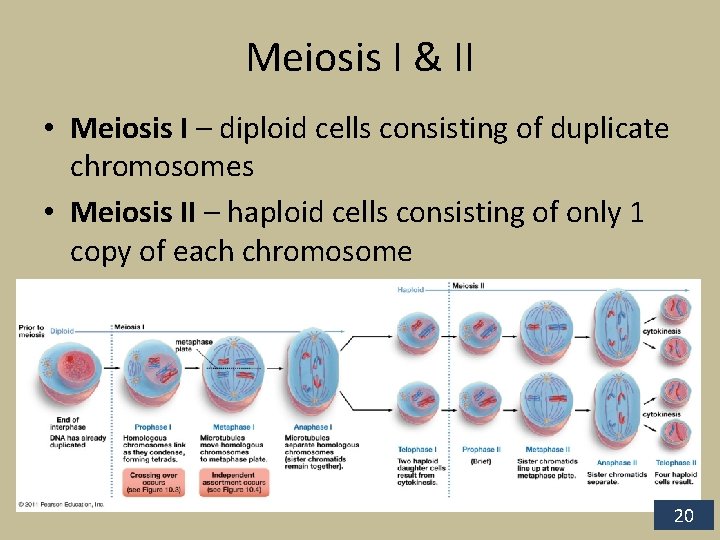 Meiosis I & II • Meiosis I – diploid cells consisting of duplicate chromosomes
