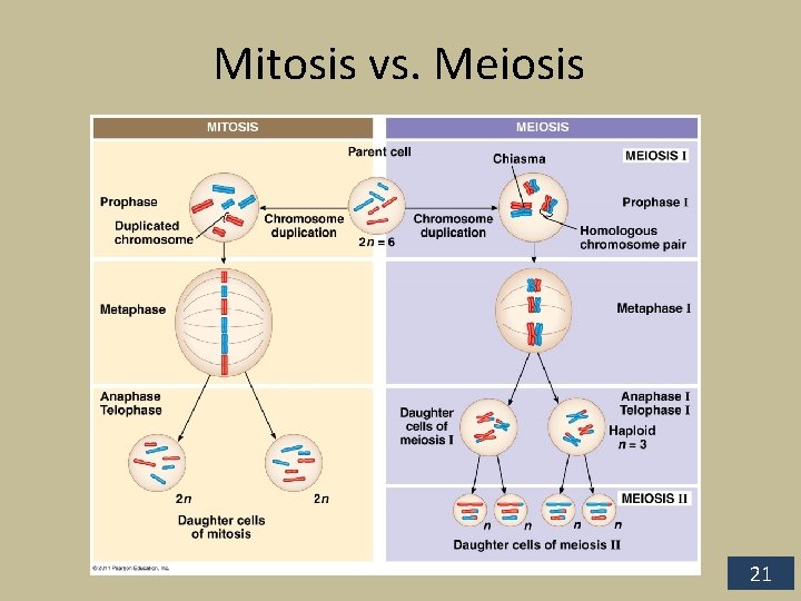 Mitosis vs. Meiosis 21 