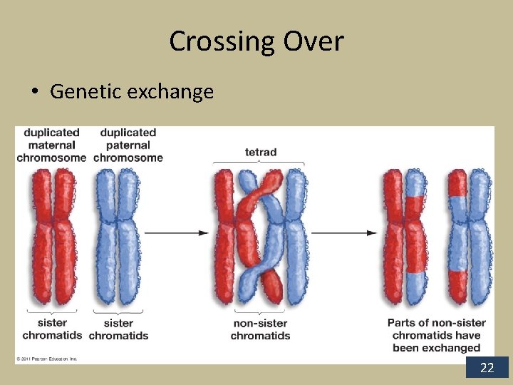 Crossing Over • Genetic exchange 22 