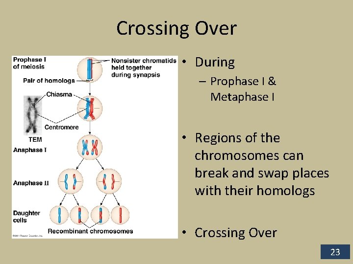 Crossing Over • During – Prophase I & Metaphase I • Regions of the