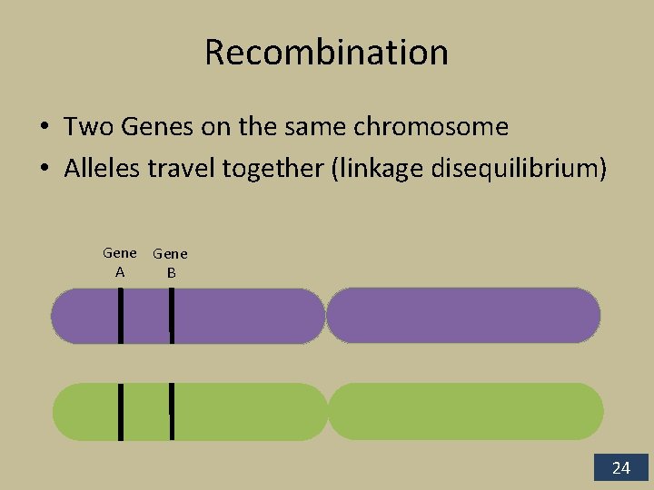 Recombination • Two Genes on the same chromosome • Alleles travel together (linkage disequilibrium)