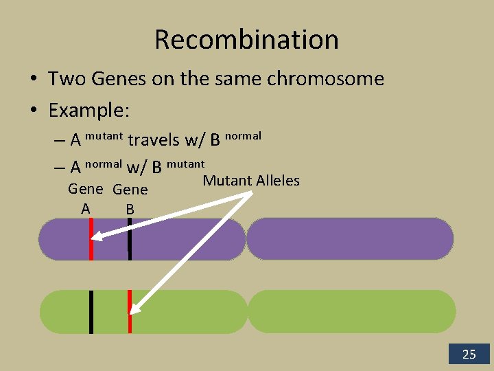Recombination • Two Genes on the same chromosome • Example: – A mutant travels