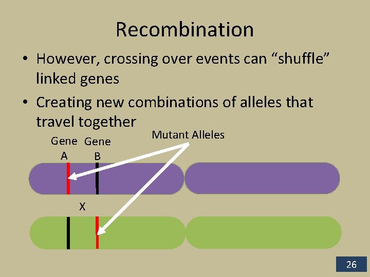 Recombination • However, crossing over events can “shuffle” linked genes • Creating new combinations