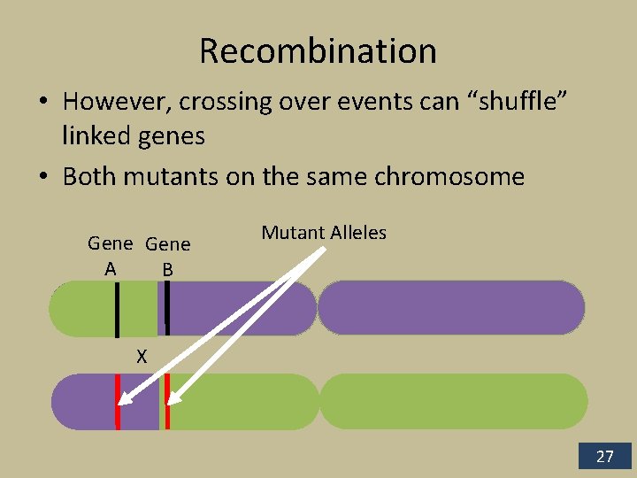 Recombination • However, crossing over events can “shuffle” linked genes • Both mutants on