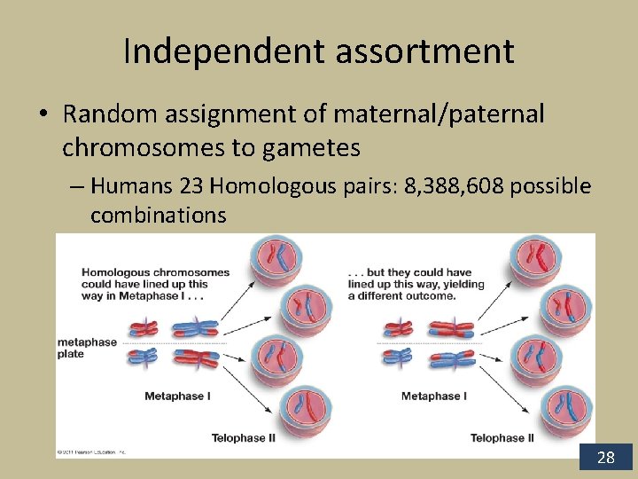 Independent assortment • Random assignment of maternal/paternal chromosomes to gametes – Humans 23 Homologous