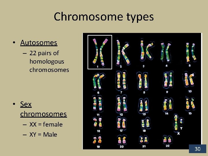Chromosome types • Autosomes – 22 pairs of homologous chromosomes • Sex chromosomes –