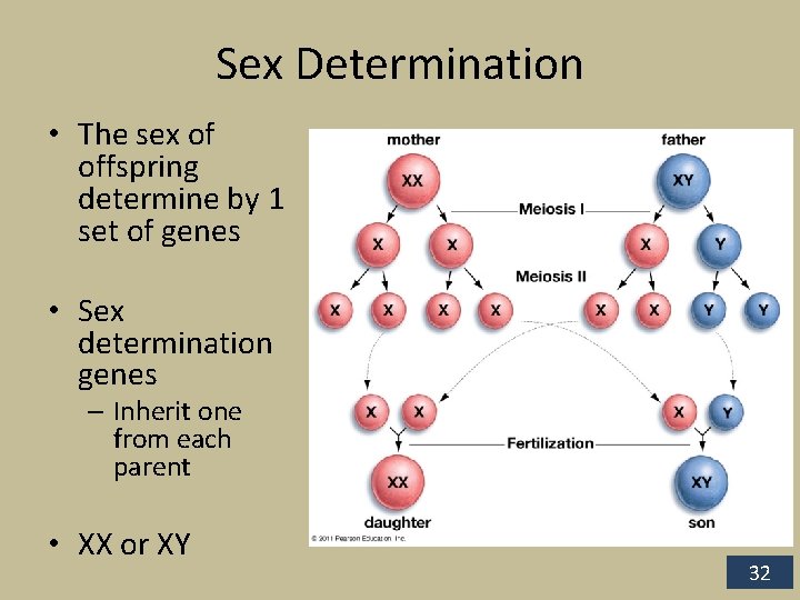 Sex Determination • The sex of offspring determine by 1 set of genes •