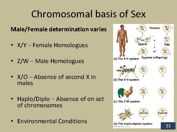 Chromosomal basis of Sex Male/Female determination varies • X/Y – Female Homologues • Z/W