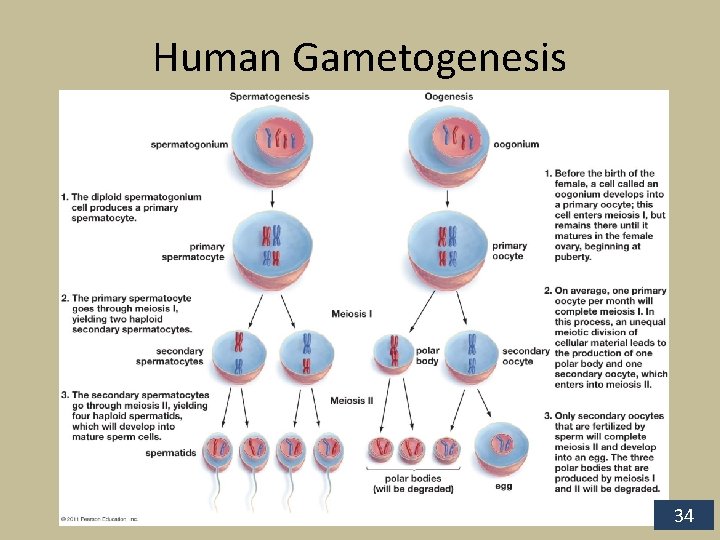 Human Gametogenesis 34 