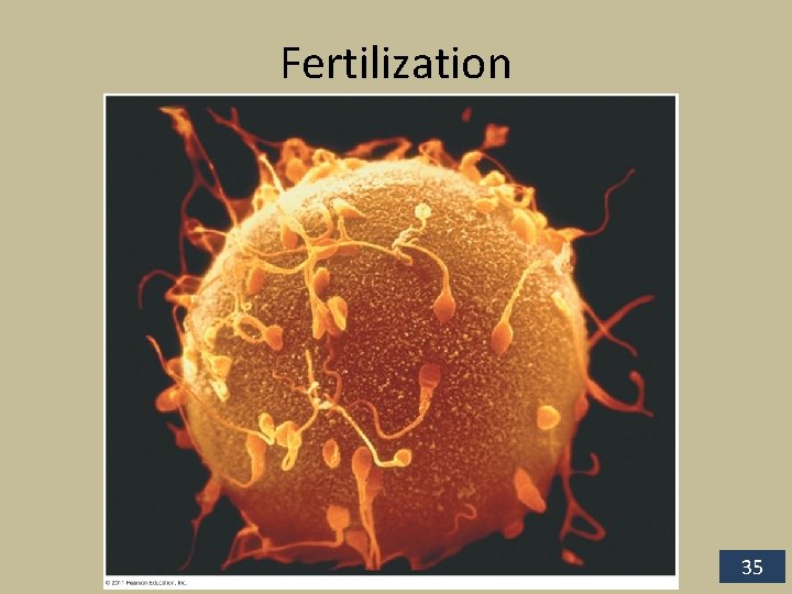 Fertilization 35 