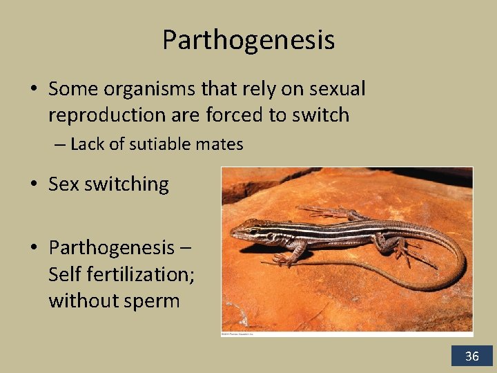 Parthogenesis • Some organisms that rely on sexual reproduction are forced to switch –