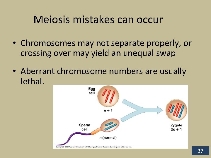 Meiosis mistakes can occur • Chromosomes may not separate properly, or crossing over may