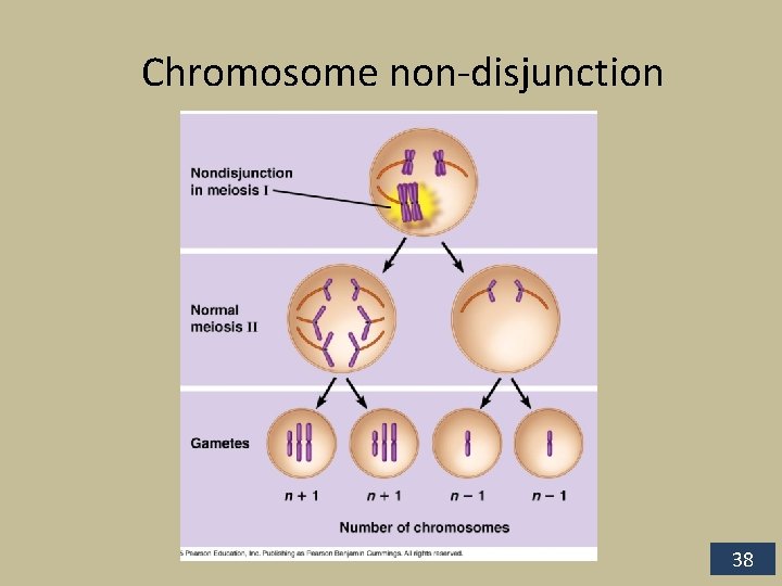 Chromosome non-disjunction 38 