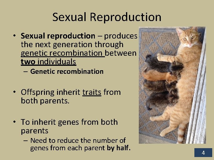 Sexual Reproduction • Sexual reproduction – produces the next generation through genetic recombination between