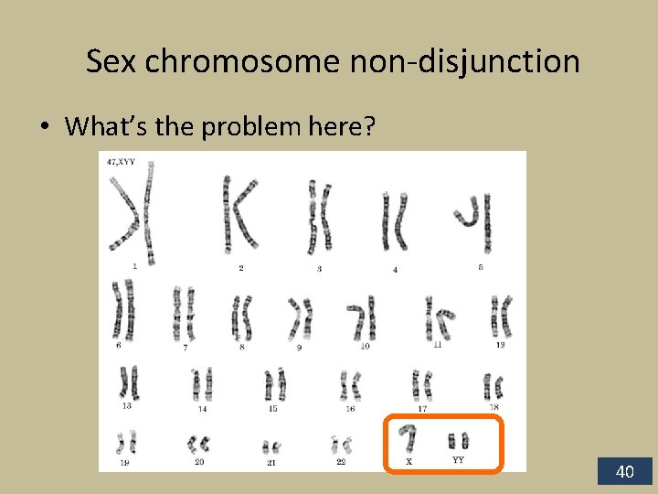 Sex chromosome non-disjunction • What’s the problem here? 40 