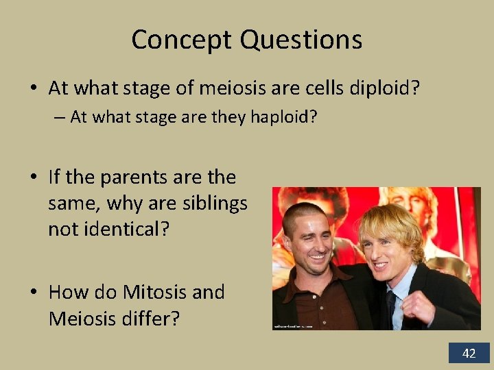 Concept Questions • At what stage of meiosis are cells diploid? – At what