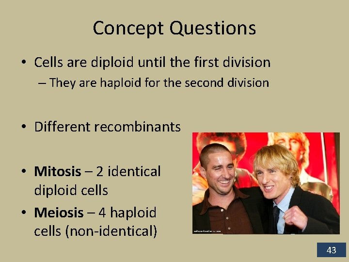 Concept Questions • Cells are diploid until the first division – They are haploid