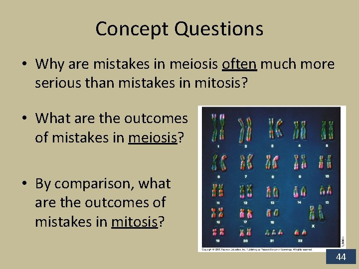 Concept Questions • Why are mistakes in meiosis often much more serious than mistakes