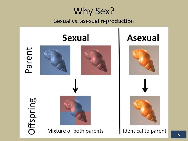 Why Sex? Sexual vs. asexual reproduction 5 