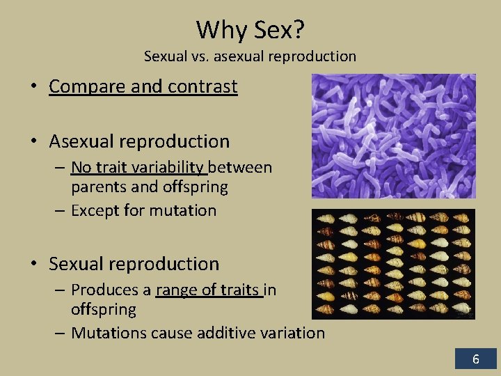 Why Sex? Sexual vs. asexual reproduction • Compare and contrast • Asexual reproduction –
