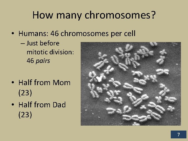 How many chromosomes? • Humans: 46 chromosomes per cell – Just before mitotic division: