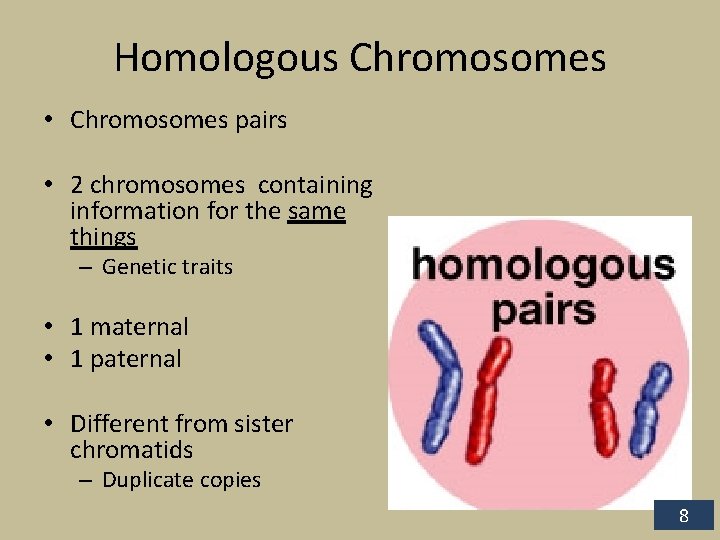 Homologous Chromosomes • Chromosomes pairs • 2 chromosomes containing information for the same things