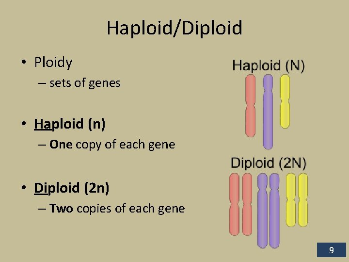 Haploid/Diploid • Ploidy – sets of genes • Haploid (n) – One copy of