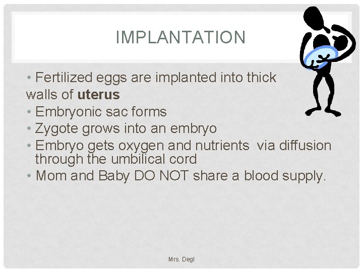 IMPLANTATION • Fertilized eggs are implanted into thick walls of uterus • Embryonic sac
