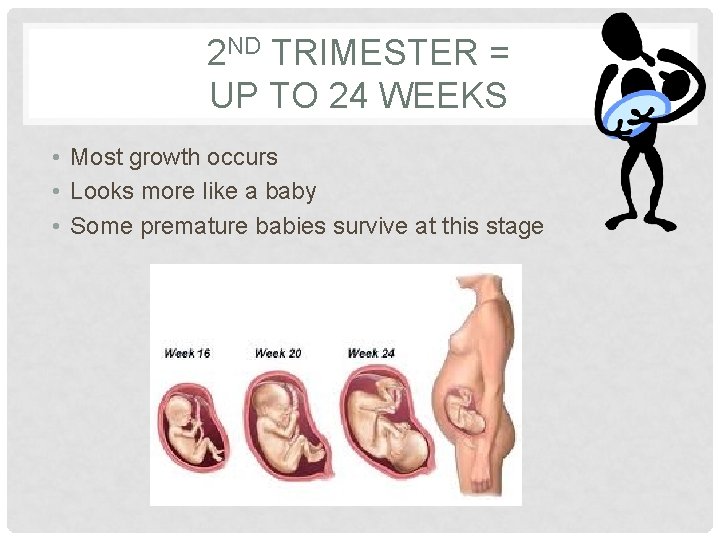 2 ND TRIMESTER = UP TO 24 WEEKS • Most growth occurs • Looks