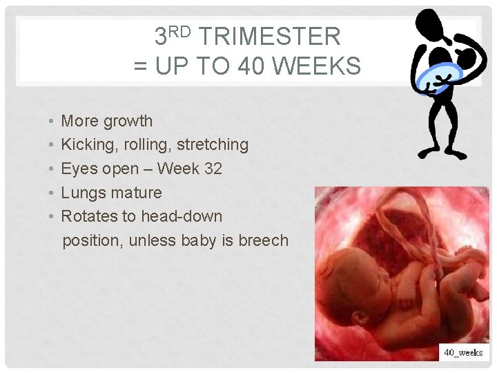 3 RD TRIMESTER = UP TO 40 WEEKS • • • More growth Kicking,
