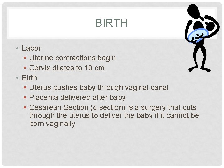 BIRTH • Labor • Uterine contractions begin • Cervix dilates to 10 cm. •