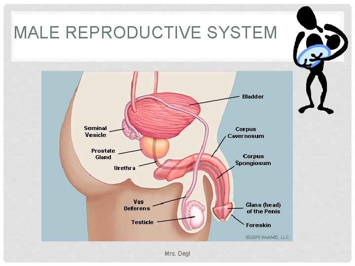 MALE REPRODUCTIVE SYSTEM Mrs. Degl 