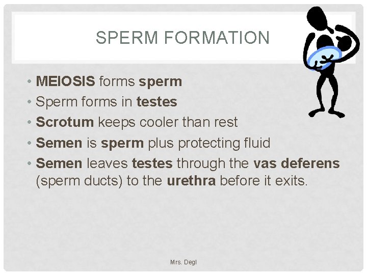 SPERM FORMATION • MEIOSIS forms sperm • Sperm forms in testes • Scrotum keeps