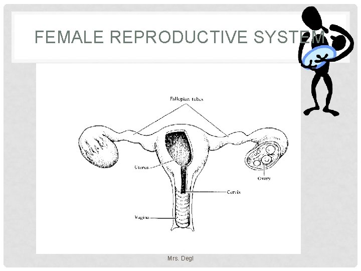 FEMALE REPRODUCTIVE SYSTEM Mrs. Degl 