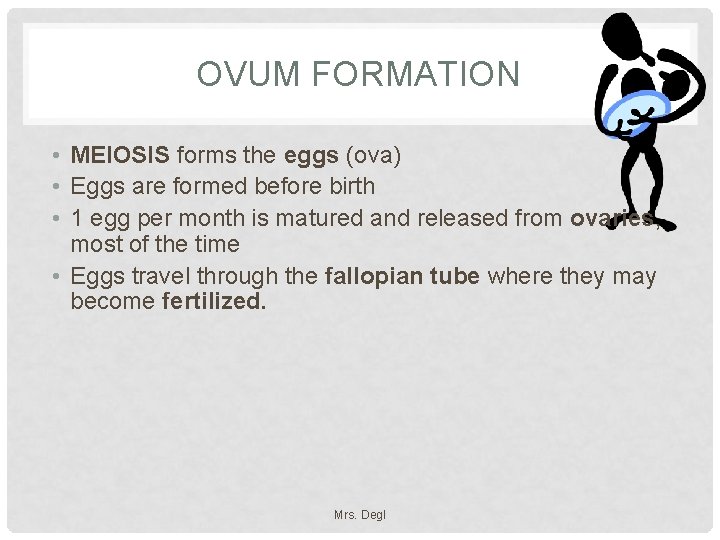 OVUM FORMATION • MEIOSIS forms the eggs (ova) • Eggs are formed before birth