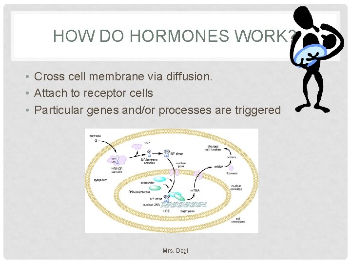 HOW DO HORMONES WORK? • Cross cell membrane via diffusion. • Attach to receptor