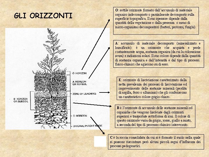 GLI ORIZZONTI O: sottile orizzonte formato dall’accumulo di materiale organico indecomposto o parzialmente decomposto