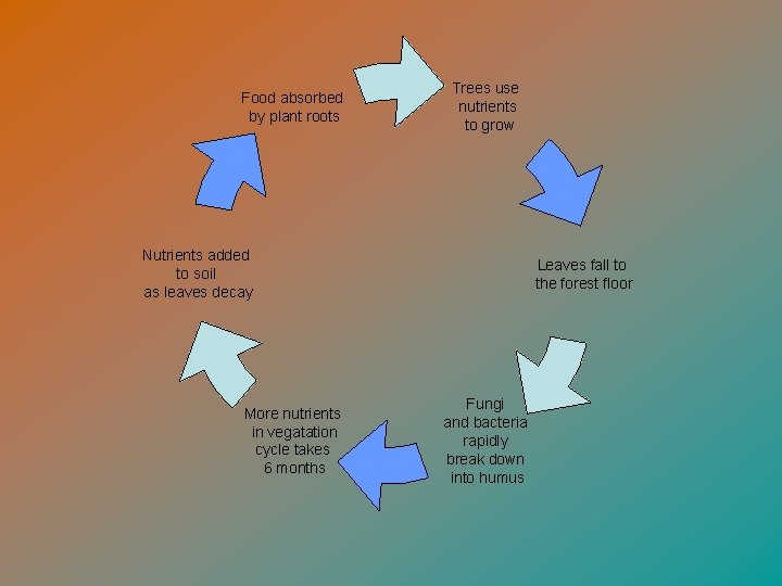 Food absorbed by plant roots Trees use nutrients to grow Nutrients added to soil