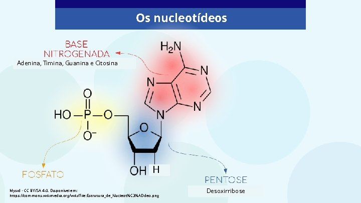 Os nucleotídeos Adenina, Timina, Guanina e Citosina H Mysid - CC BY/SA 4. 0.