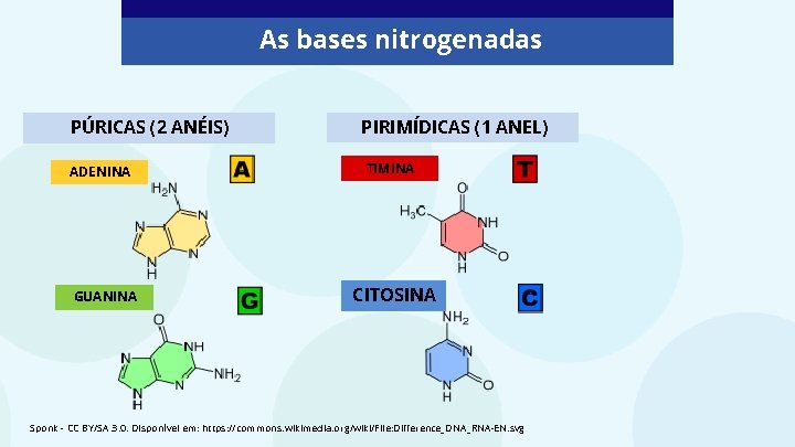 As bases nitrogenadas PÚRICAS (2 ANÉIS) ADENINA GUANINA PIRIMÍDICAS (1 ANEL) TIMINA CITOSINA Sponk