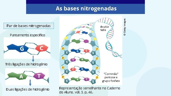 © Getty Images As bases nitrogenadas Par de bases nitrogenadas Pareamento específico Três ligações