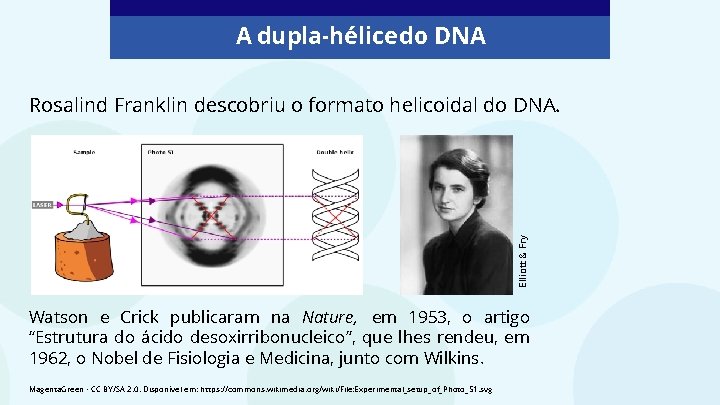 A dupla-hélice do DNA Elliott & Fry Rosalind Franklin descobriu o formato helicoidal do