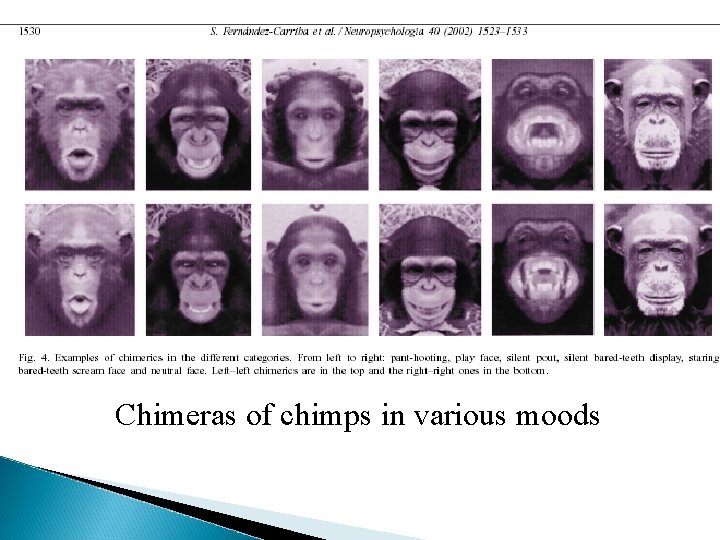 Chimeras of chimps in various moods 