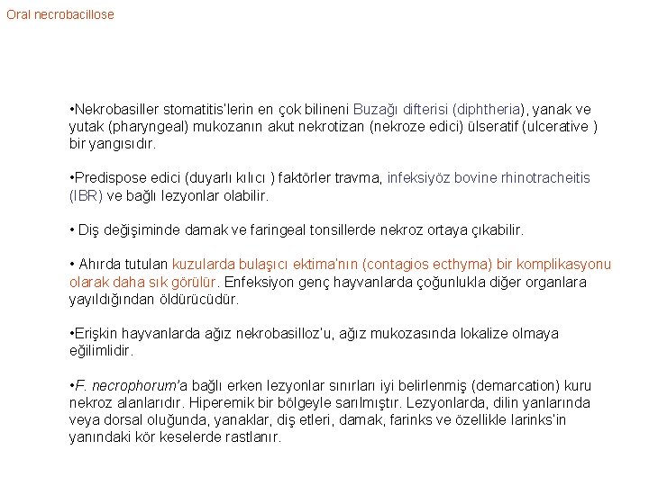 Oral necrobacillose • Nekrobasiller stomatitis’lerin en çok bilineni Buzağı difterisi (diphtheria), yanak ve yutak