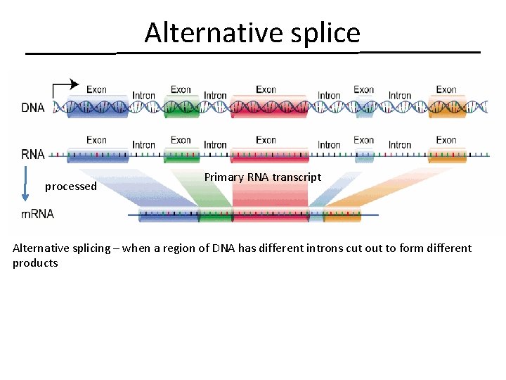 Alternative splice processed Primary RNA transcript Alternative splicing – when a region of DNA